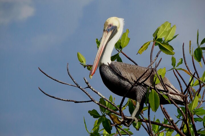 Eine Bocas Mangrove Kajak & Riff Schnorchel Eco Tour