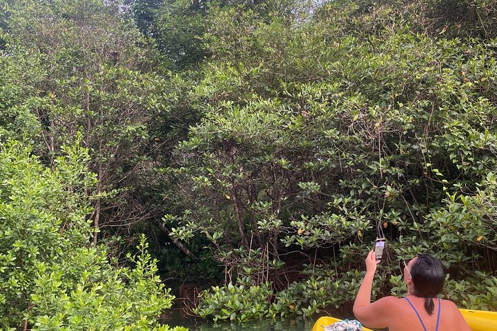 Eine Bocas Mangrove Kajak & Riff Schnorchel Eco Tour