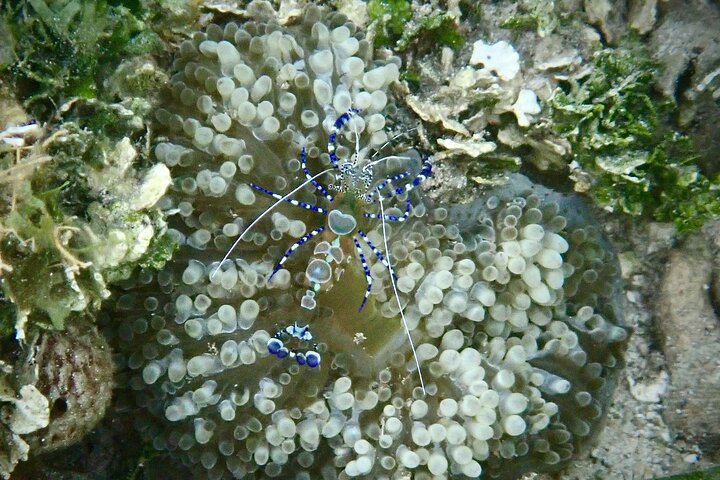 Eine Bocas Mangrove Kajak & Riff Schnorchel Eco Tour