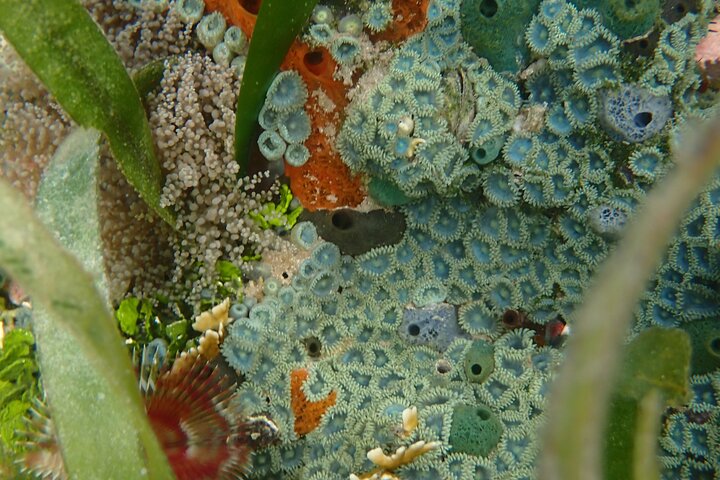 Eine Bocas Mangrove Kajak & Riff Schnorchel Eco Tour