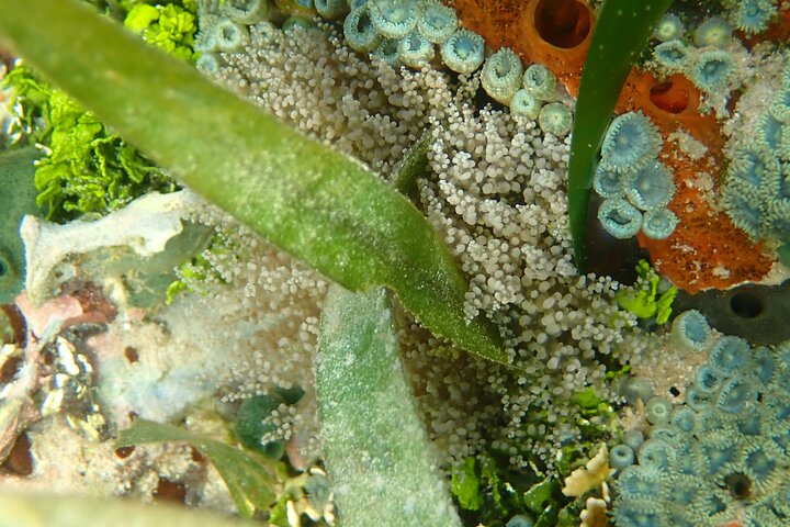 Eine Bocas Mangrove Kajak & Riff Schnorchel Eco Tour