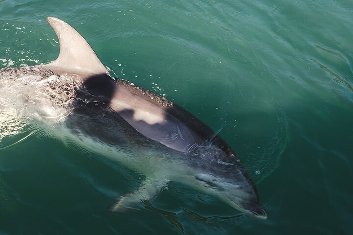 Prisvindende Milford Sound Full Day Tour & Cruise fra Te Anau