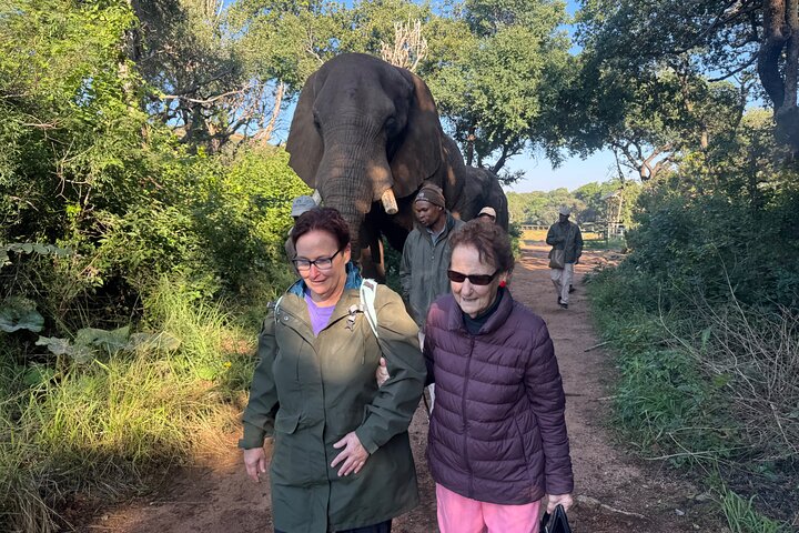 Tour zum Elefanten- und Affenschutzgebiet ab Johannesburg