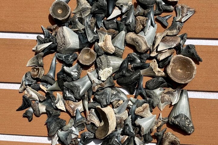 Barrier Island Drop-Off Fossil Jagd Abenteuer!