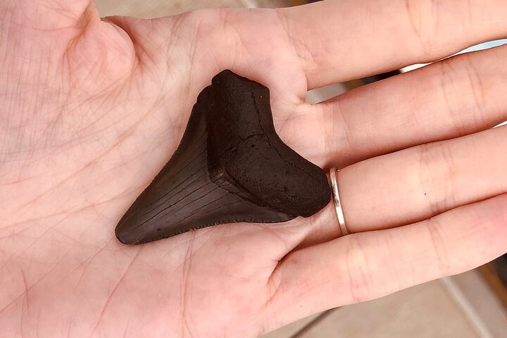 Barrier Island Drop-Off Fossil Jagd Abenteuer!
