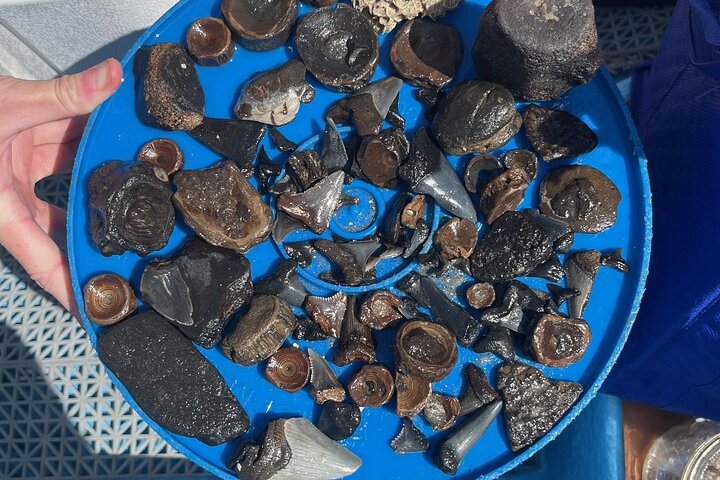Barrier Island Drop-Off Fossil Jagd Abenteuer!