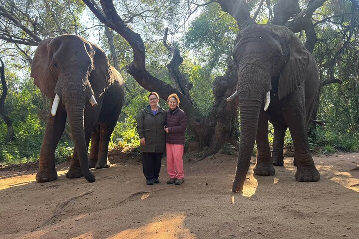 Tour zum Elefantenschutzgebiet ab Johannesburg