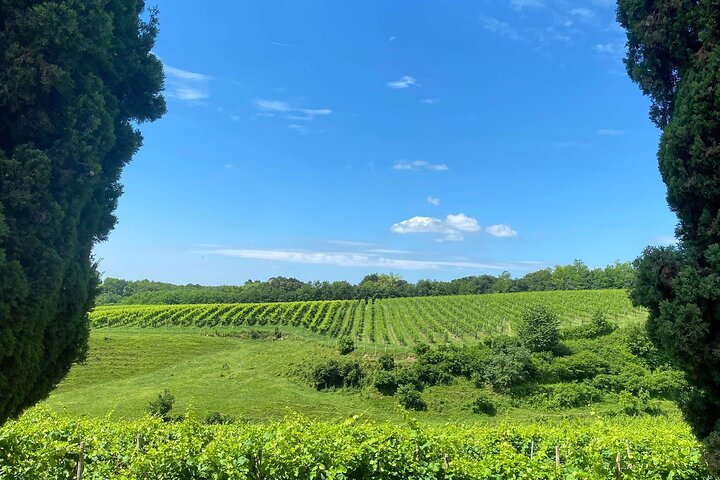 Tour privado todo incluido a Prosecco Hills - 2 bodegas y almuerzo.
