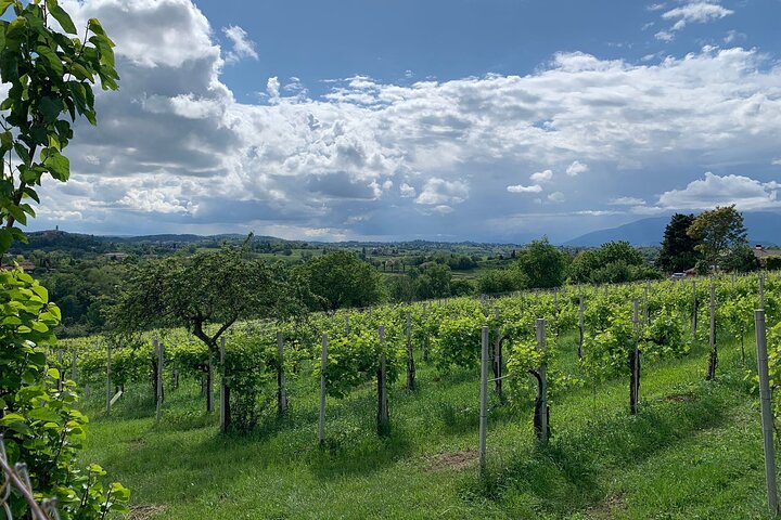 Tour privado todo incluido a Prosecco Hills - 2 bodegas y almuerzo.