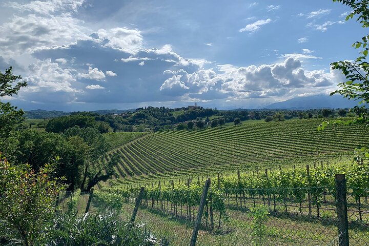 Tour privado todo incluido a Prosecco Hills - 2 bodegas y almuerzo.