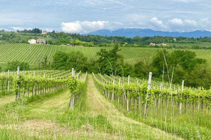 Tour privado todo incluido a Prosecco Hills - 2 bodegas y almuerzo.