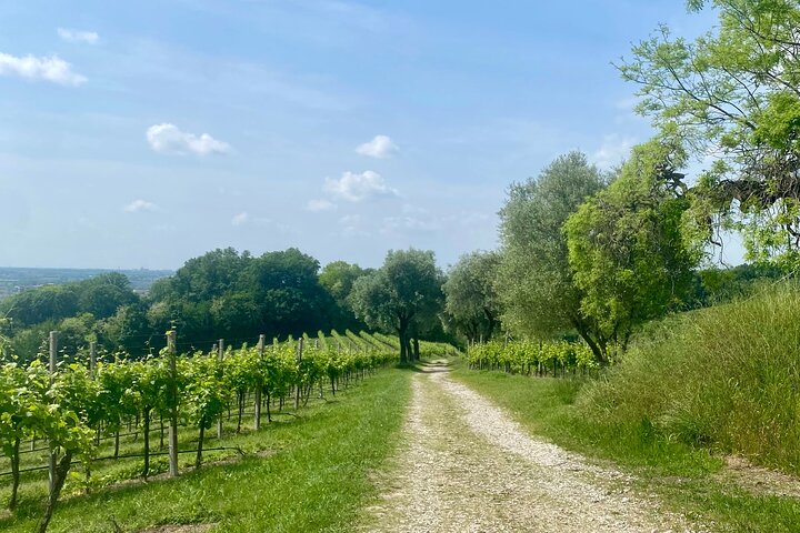 Tour privado todo incluido a Prosecco Hills - 2 bodegas y almuerzo.