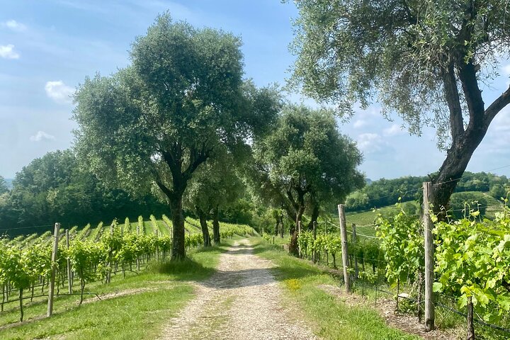 Tour privado todo incluido a Prosecco Hills - 2 bodegas y almuerzo.