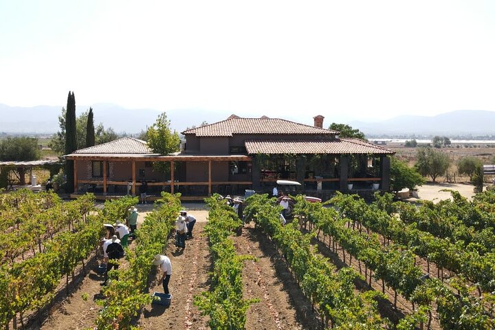 Privé wijntour Valle de Guadalupe : alle wijnproeverijen inbegrepen