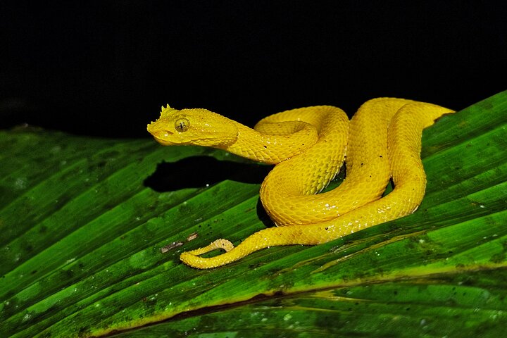 La Fortuna Night Walk at Arenal Volcano: Rainforest Wildlife Tour