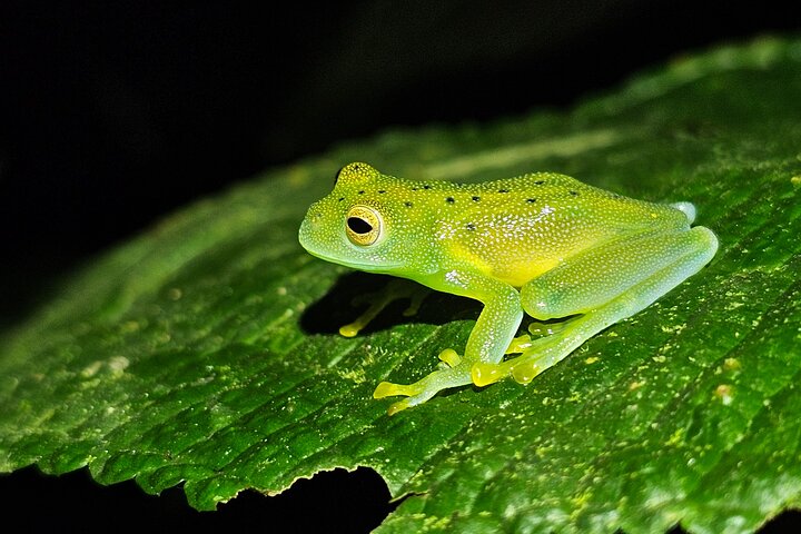 La Fortuna Night Walk at Arenal Volcano: Rainforest Wildlife Tour