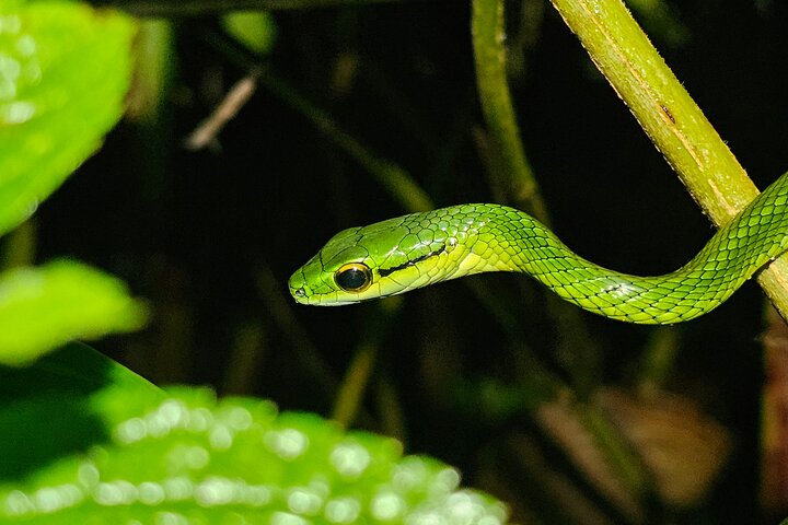 La Fortuna Night Walk at Arenal Volcano: Rainforest Wildlife Tour
