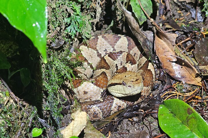 La Fortuna Night Walk at Arenal Volcano: Rainforest Wildlife Tour