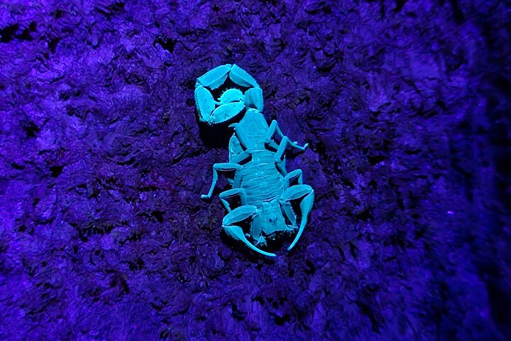 La Fortuna Night Walk at Arenal Volcano: Rainforest Wildlife Tour
