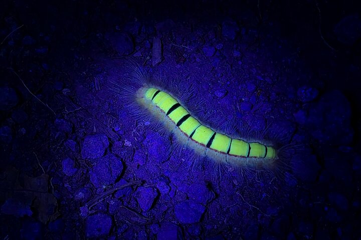 La Fortuna Night Walk at Arenal Volcano: Rainforest Wildlife Tour