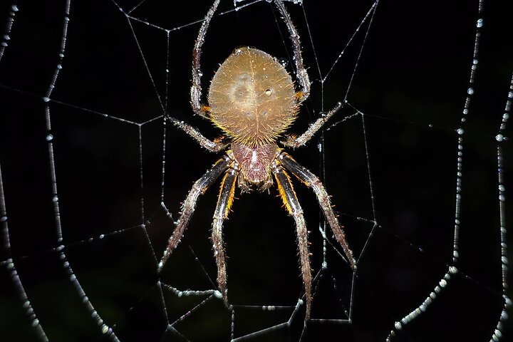 La Fortuna Night Walk at Arenal Volcano: Rainforest Wildlife Tour