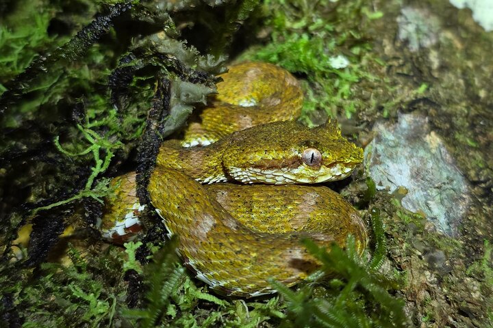 La Fortuna Night Walk at Arenal Volcano: Rainforest Wildlife Tour