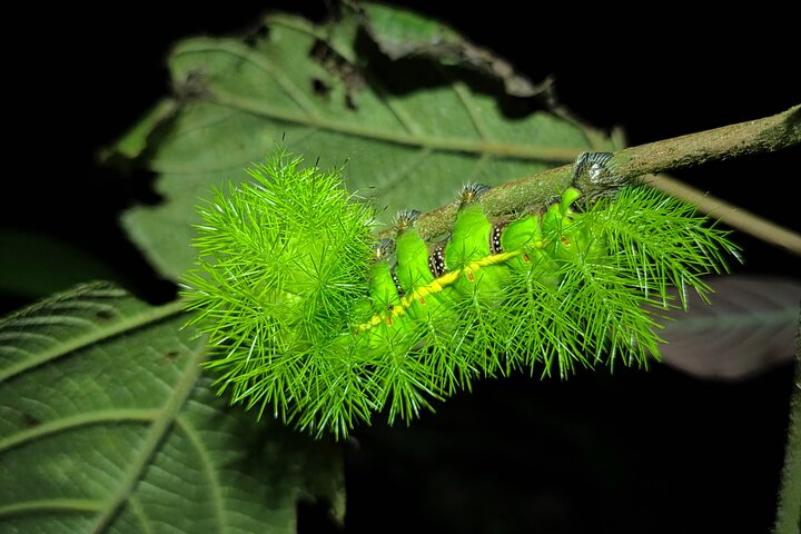 La Fortuna Night Walk at Arenal Volcano: Rainforest Wildlife Tour