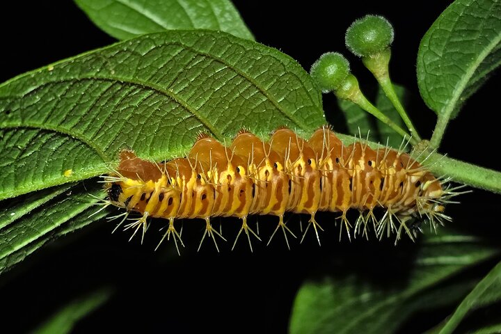 La Fortuna Night Walk at Arenal Volcano: Rainforest Wildlife Tour