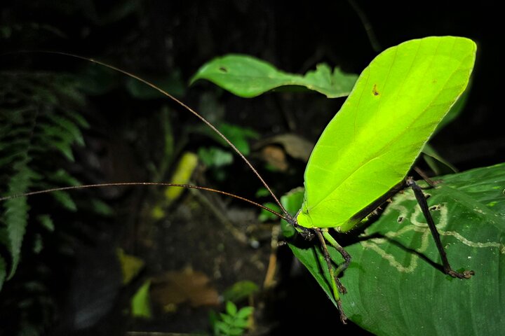 La Fortuna Night Walk at Arenal Volcano: Rainforest Wildlife Tour