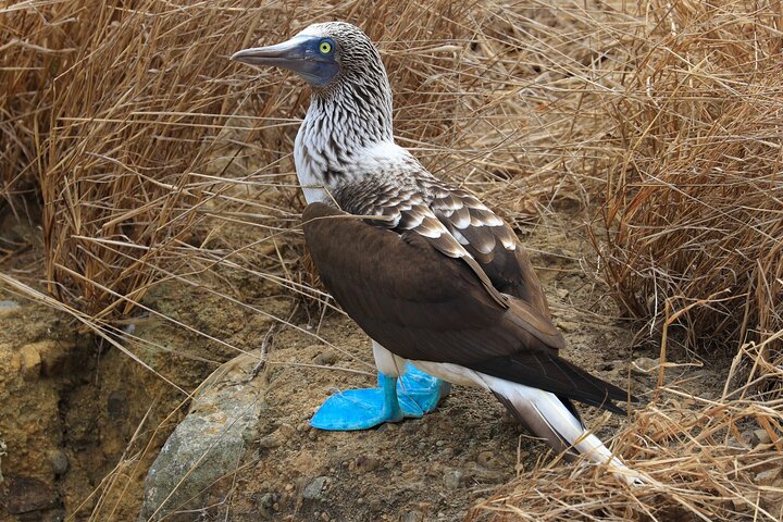 Isla de la Plata: Hoteller i nærheden af Wildlife Trails & Snorkeling at Machalilla Park