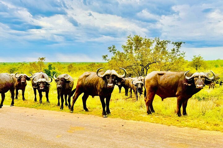 Kruger National Park Morning Safari Experience (minimaal 2 personen)