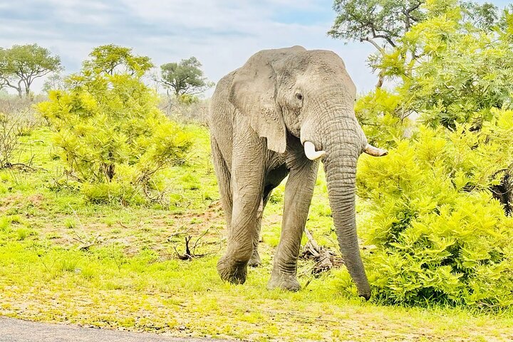 Kruger National Park Morning Safari Experience (minimaal 2 personen)