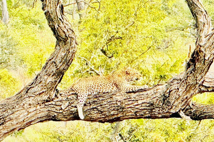 Kruger National Park Morning Safari Experience (minimaal 2 personen)