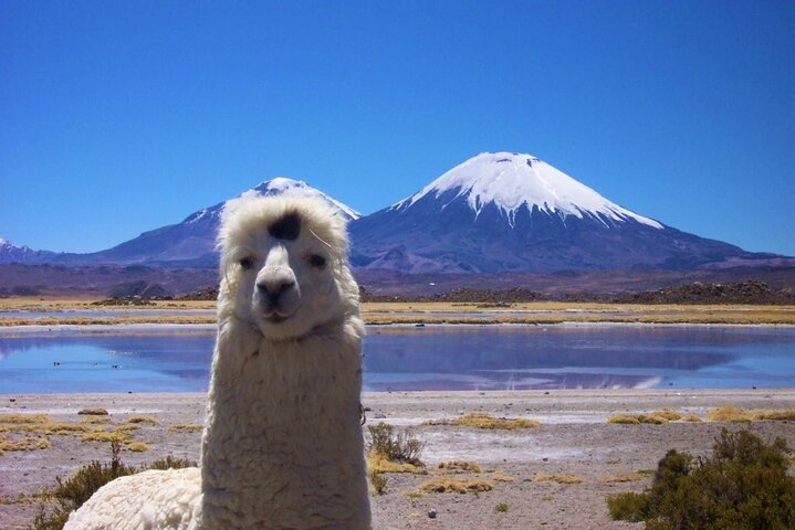 Visite du lac Chungará et du parc de Lauca au départ d'Arica avec déjeuner