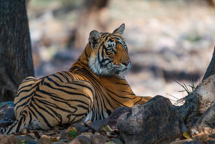 Ranthambore - Partager Safari Tigre Dans Canter Ou Gitan Véhicule