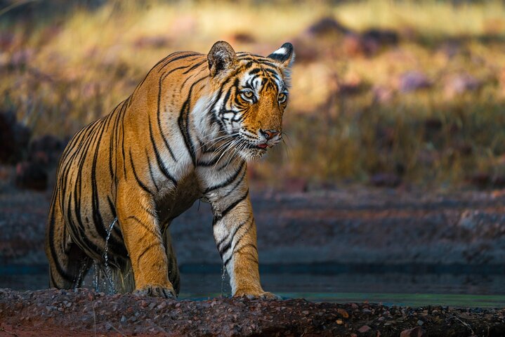 Ranthambore - Partager Safari Tigre Dans Canter Ou Gitan Véhicule