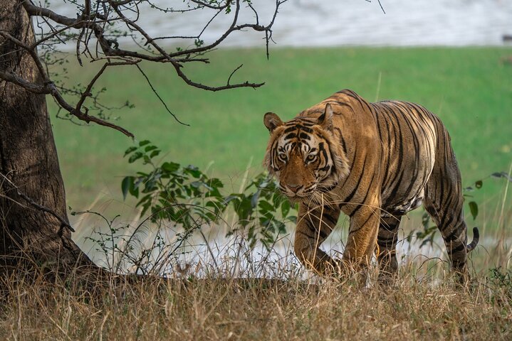 Ranthambore - Partager Safari Tigre Dans Canter Ou Gitan Véhicule
