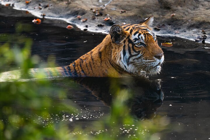Ranthambore - Partager Safari Tigre Dans Canter Ou Gitan Véhicule
