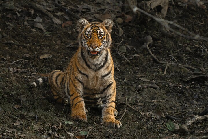 Ranthambore - Partager Safari Tigre Dans Canter Ou Gitan Véhicule