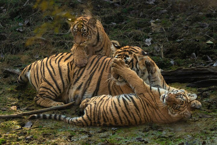 Ranthambore - Partager Safari Tigre Dans Canter Ou Gitan Véhicule