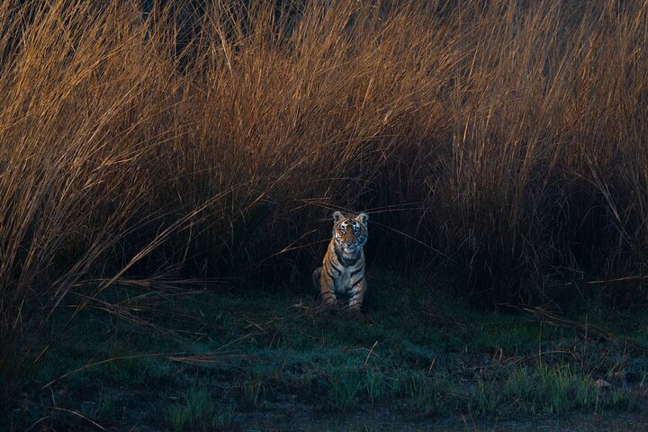 Ranthambore - Partager Safari Tigre Dans Canter Ou Gitan Véhicule