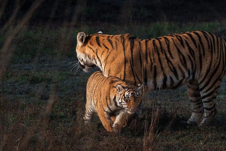 Ranthambore - Partager Safari Tigre Dans Canter Ou Gitan Véhicule
