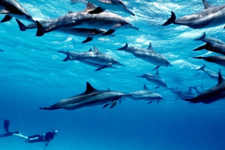 Hoteller i nærheden af Mnemba Island Dolphins Watching and Snorkeling