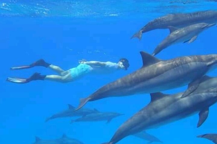 Hoteller i nærheden af Mnemba Island Dolphins Watching and Snorkeling