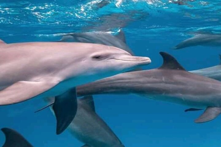 Hoteller i nærheden af Mnemba Island Dolphins Watching and Snorkeling