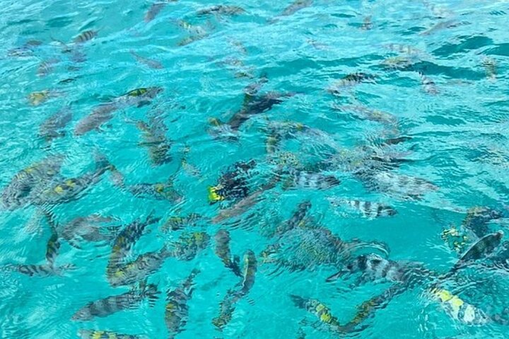 Hoteller i nærheden af Mnemba Island Dolphins Watching and Snorkeling
