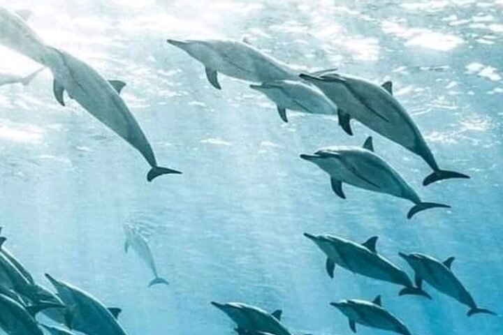Hoteller i nærheden af Mnemba Island Dolphins Watching and Snorkeling