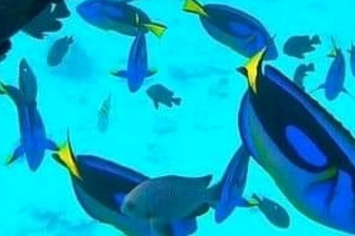 Hoteller i nærheden af Mnemba Island Dolphins Watching and Snorkeling