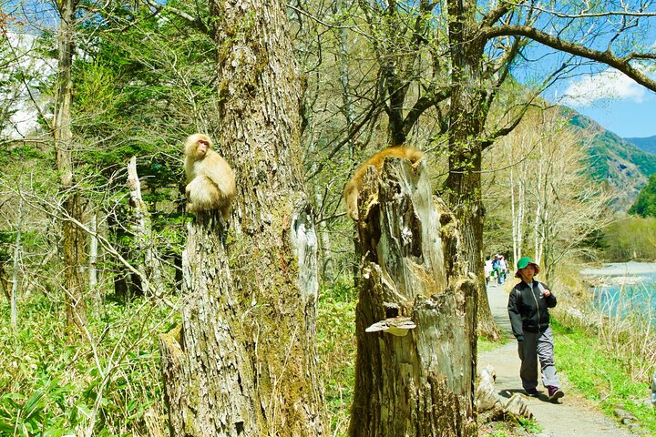 Kamikochi & Castello di Matsumoto: Una perfetta giornata Natura & Patrimonio