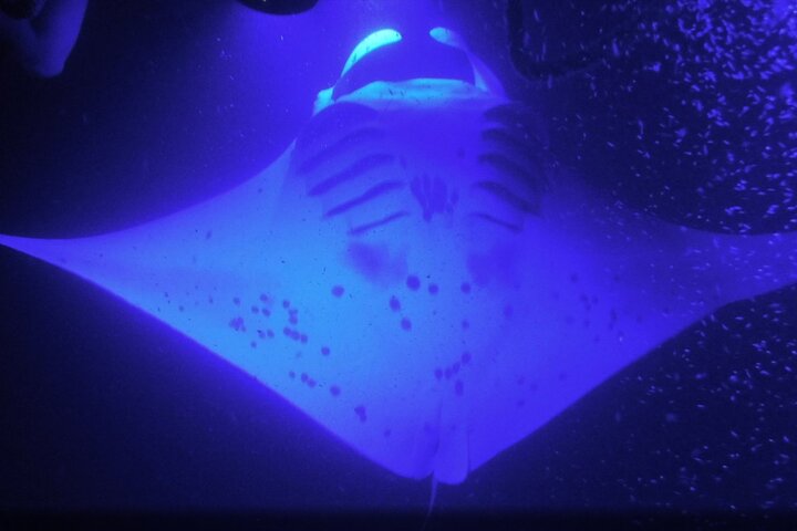 KONA Manta Ray Night Snorkel - GRATIS omkörning om inga iakttagelser